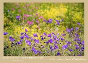 Coffret Fleurs, baies et papillons ...