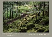 Coffret Feuilles, mousses et arbres
